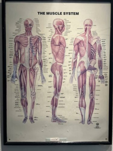 324-Chiropractor-Orange-CA
