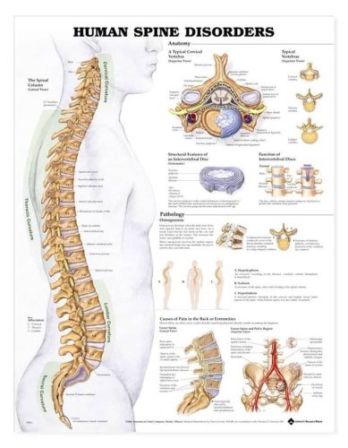64-Chiropractor-Orange-CA